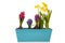 Colorful Hyacinths and daffodils