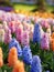 Colorful hyacinths in a garden