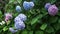 Colorful Hydrangea in a backyard garden