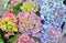 Colorful hydrangea flowers