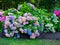 colorful hydrangea flowes, Hydrangea in full bloom