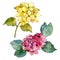 Colorful hydrangeas. Floral botanical flower. Isolated illustration element.