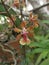 colorful hydrid oncidium tiny dancing lady orchid