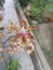 colorful hydrid oncidium tiny dancing lady orchid