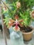 colorful hydrid oncidium tiny dancing lady orchid