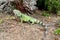 Colorful Iguana 1