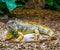 Colorful iguana with banded tail and a beard, yellow brown orange colors, popular tropical pet from America, beautiful closeup