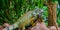 Colorful iguana in closeup, tropical lizard from America, popular pet in herpetoculture
