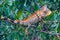 Colorful iguana found in the rainforest in Costa Rica