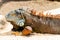 A colorful iguana tries to tan in the sun