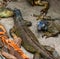 Colorful Iguanas rests on the rock