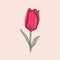 Colorful Illustration Of A Red Tulip On A Pink Background