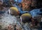 Colorful image of couple of Collared Butterflyfish at the bottom of the Indian ocean