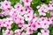 Colorful Impatiens Flowers