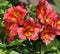 Colorful Inca Lily flowers in Full Bloom in a Garden