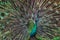 Colorful indian male peacock and its colorful tail