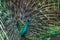 Colorful indian male peacock and its colorful tail
