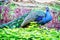 Colorful Indian Peacock in a Garden Park