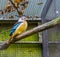 Colorful indian roller bird sitting in the aviary, tropical bird from India