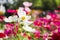 Colorful inflorescence of white cosmos flowers with yellow pollen nature patterns blooming in garden for background