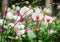 Colorful inflorescence of white phalaenopsis orchids with red striped blooming group and leaves in flower farm