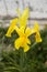 Colorful Iris Pseudacorus flower in the garden