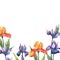 Colorful irises. Floral botanical flower. Frame border ornament square.