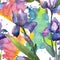 Colorful irises. Floral botanical flower. Seamless background pattern.