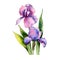 Colorful irises. Floral botanical flower. Wild spring leaf wildflower isolated.