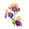 Colorful irises. Floral botanical flower. Wild spring leaf wildflower isolated.