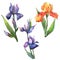 Colorful irises. Floral botanical flower. Wild spring leaf wildflower isolated.