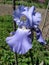 Colorful irises in the garden, perennial garden. Gardening. Bearded iris Group of blue irises in the Ukrainian Garden.