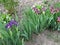 Colorful irises in the garden, perennial garden. Gardening. Bearded iris Group of blue irises in the Ukrainian Garden