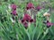 Colorful irises in the garden, perennial garden. Gardening. Bearded iris Group of purple irises in the Ukrainian Garden