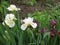 Colorful irises in the garden, perennial garden. Gardening. Bearded iris Group of white irises in the Ukrainian Garden