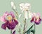 Colorful Irises of Watercolor. Handiwork Illustration.