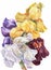 Colorful Irises of Watercolor. Handiwork Illustration. Floral Image.
