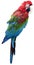 Colorful isolated parrot.