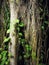 Colorful Ivy under Banyan tree