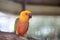 Colorful jandaya or jenday conure