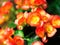 Colorful Japanese Camellia