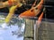 Colorful Japanese carp Nishikigoi swimming in the pond.