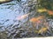 Colorful Japanese carp Nishikigoi swimming in the pond.