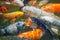 Colorful Japanese carp swimming in the pond of a pack