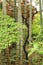 Colorful Japanese garden in spring. Bamboo and maple trees