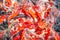 Colorful Japanese Koi or Red Carp fish crowd