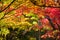 Colorful japanese maple leaves during momiji season at Kinkakuji garden, Kyoto, Japan