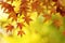 Colorful Japanese Maple Tree Leaves Background