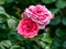 Colorful japanese rose