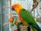 Colorful Jenday Conure parrot. Pet in cage.